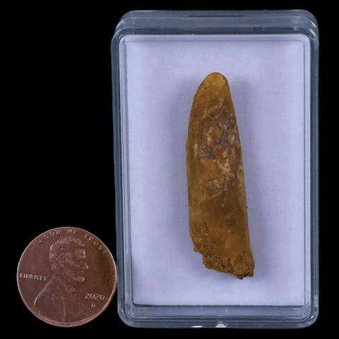 1.6" Rebbachisaurus Sauropod Fossil Tooth Early Cretaceous Dinosaur COA, Display - Fossil Age Minerals