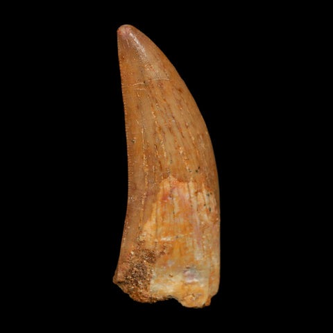 2.2" Carcharodontosaurus Fossil Tooth Cretaceous Dinosaur Morocco COA Stand