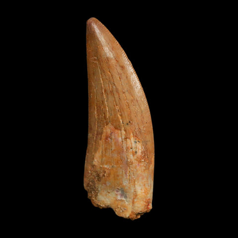2.2" Carcharodontosaurus Fossil Tooth Cretaceous Dinosaur Morocco COA Stand