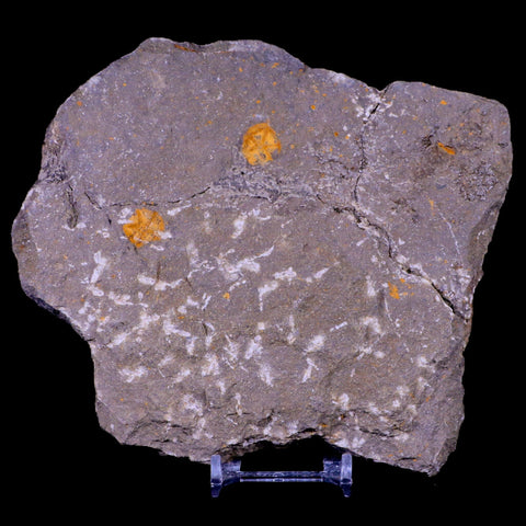 54MM Brittlestar Petraster Starfish Fossil Ordovician Blekus Morocco COA, Stand - Fossil Age Minerals