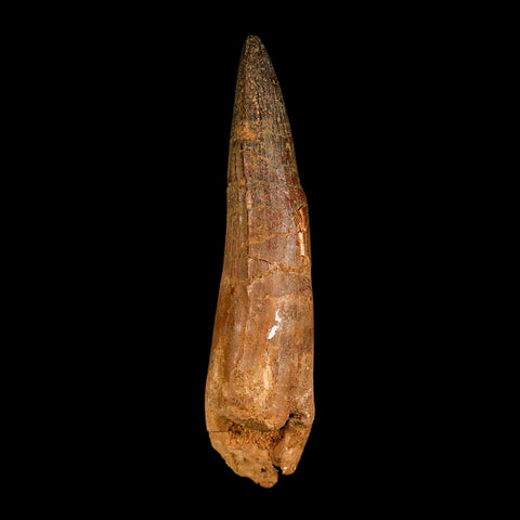XXL 4.4" Spinosaurus Fossil Tooth 100 Million Years Old Cretaceous Dinosaur COA - Fossil Age Minerals
