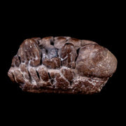 1.3" Pachycephalosaurus Fossil Skull Knob Spikes Wyoming Cretaceous Dinosaur COA