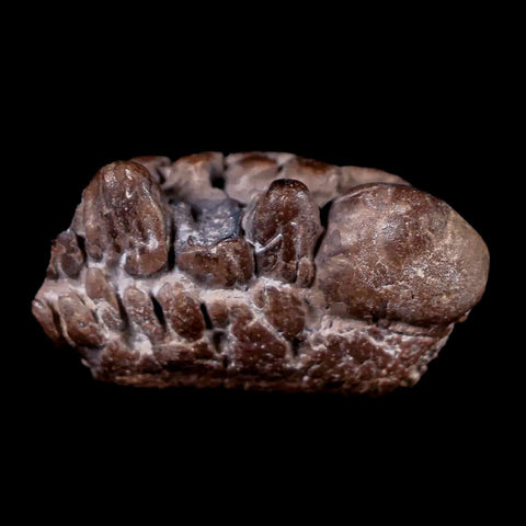 1.3" Pachycephalosaurus Fossil Skull Knob Spikes Wyoming Cretaceous Dinosaur COA - Fossil Age Minerals