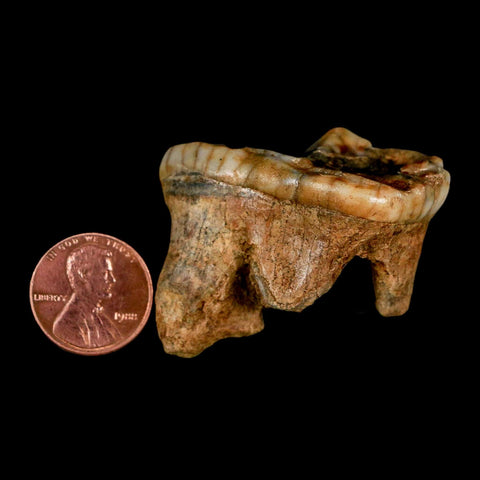 1.7" Extinct Cave Bear Ursus Spelaeus Molar Tooth Rooted Pleistocene Age COA