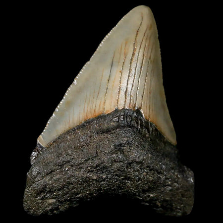 2.3" Quality Megalodon Shark Tooth Serrated Fossil Natural Miocene Age COA
