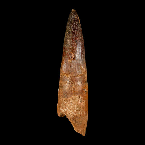 XXL 4.4" Spinosaurus Fossil Tooth 100 Million Years Old Cretaceous Dinosaur COA - Fossil Age Minerals