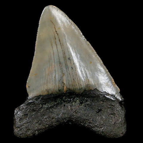 2.3" Quality Megalodon Shark Tooth Serrated Fossil Natural Miocene Age COA - Fossil Age Minerals
