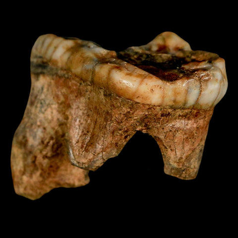 1.7" Extinct Cave Bear Ursus Spelaeus Molar Tooth Rooted Pleistocene Age COA