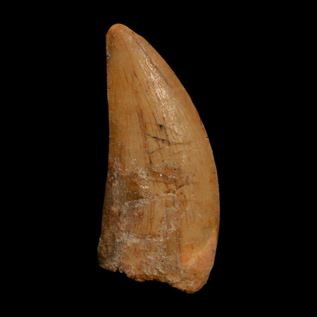 1.8" Carcharodontosaurus Fossil Tooth Cretaceous Dinosaur Morocco COA Stand