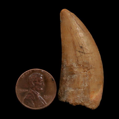 1.8" Carcharodontosaurus Fossil Tooth Cretaceous Dinosaur Morocco COA Stand