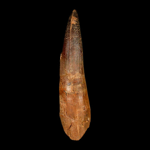 XXL 4.4" Spinosaurus Fossil Tooth 100 Million Years Old Cretaceous Dinosaur COA - Fossil Age Minerals