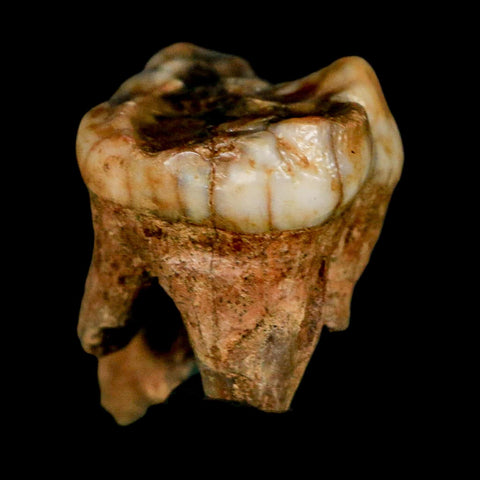 1.7" Extinct Cave Bear Ursus Spelaeus Molar Tooth Rooted Pleistocene Age COA