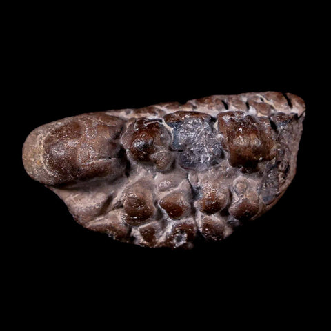 1.3" Pachycephalosaurus Fossil Skull Knob Spikes Wyoming Cretaceous Dinosaur COA - Fossil Age Minerals