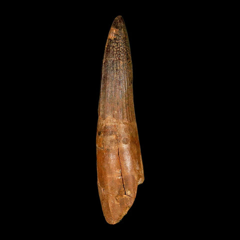XXL 4.4" Spinosaurus Fossil Tooth 100 Million Years Old Cretaceous Dinosaur COA - Fossil Age Minerals