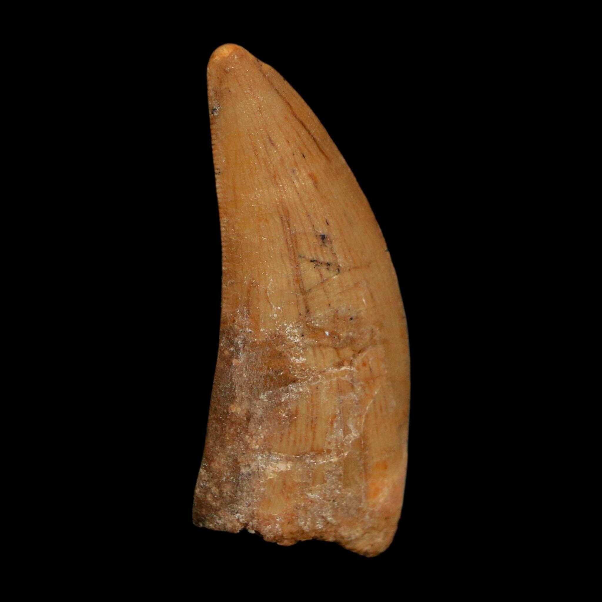 1.8" Carcharodontosaurus Fossil Tooth Cretaceous Dinosaur Morocco COA Stand - Fossil Age Minerals