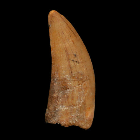 1.8" Carcharodontosaurus Fossil Tooth Cretaceous Dinosaur Morocco COA Stand