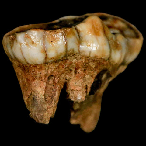 1.7" Extinct Cave Bear Ursus Spelaeus Molar Tooth Rooted Pleistocene Age COA