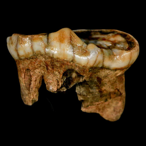 1.7" Extinct Cave Bear Ursus Spelaeus Molar Tooth Rooted Pleistocene Age COA