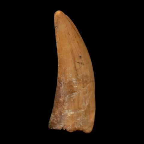 1.8" Carcharodontosaurus Fossil Tooth Cretaceous Dinosaur Morocco COA Stand