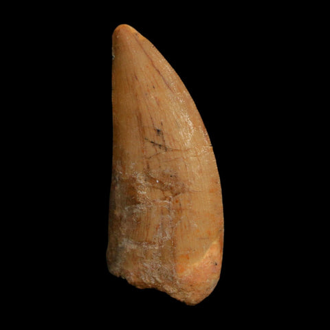 1.8" Carcharodontosaurus Fossil Tooth Cretaceous Dinosaur Morocco COA Stand