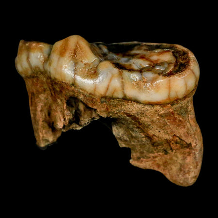 1.7" Extinct Cave Bear Ursus Spelaeus Molar Tooth Rooted Pleistocene Age COA