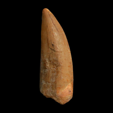 1.8" Carcharodontosaurus Fossil Tooth Cretaceous Dinosaur Morocco COA Stand