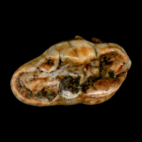 1.7" Extinct Cave Bear Ursus Spelaeus Molar Tooth Rooted Pleistocene Age COA