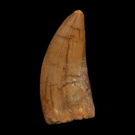 1.8" Carcharodontosaurus Fossil Tooth Cretaceous Dinosaur Morocco COA Stand