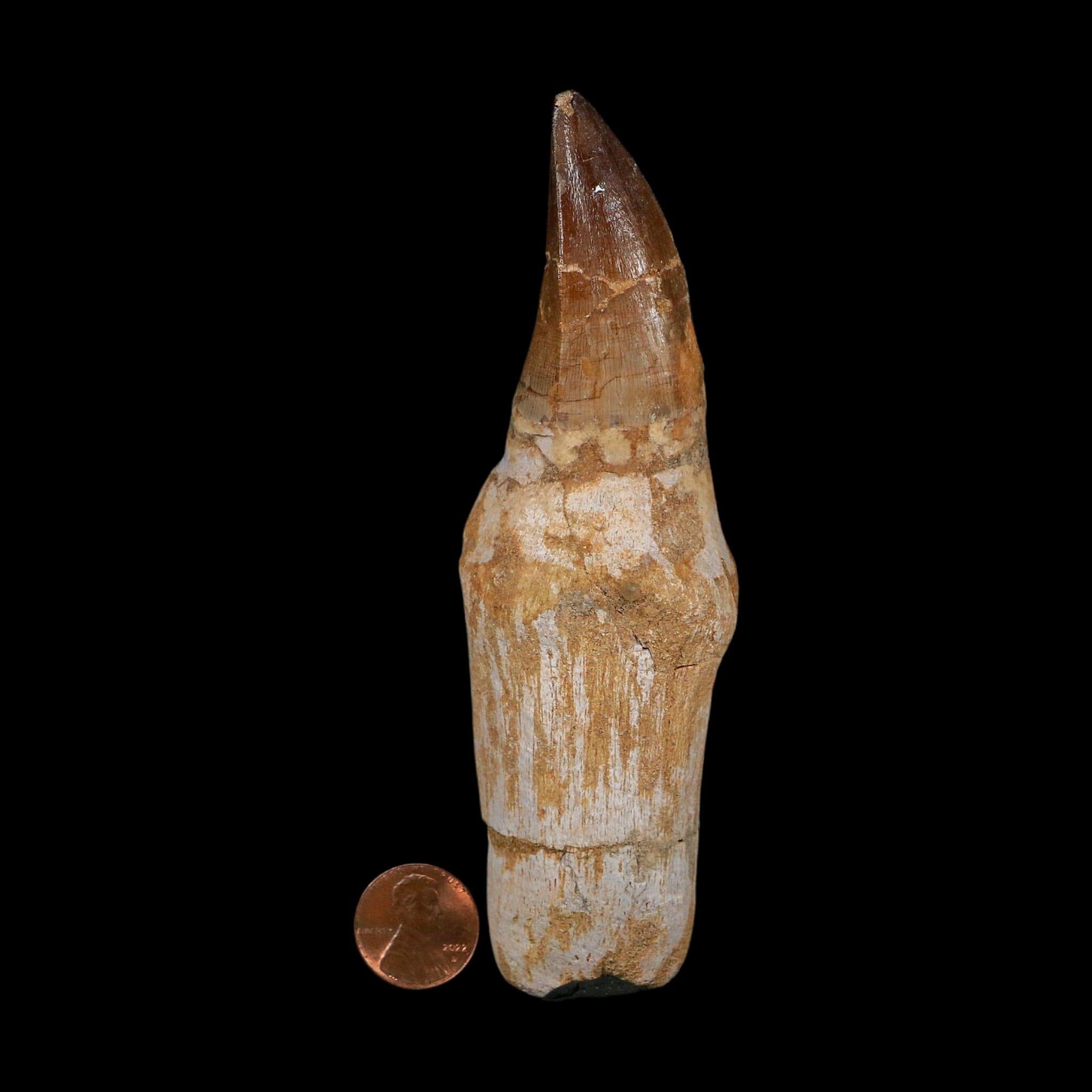 XL 4.7" Mosasaur Prognathodon Fossil Tooth Rooted Cretaceous Dinosaur Era COA
