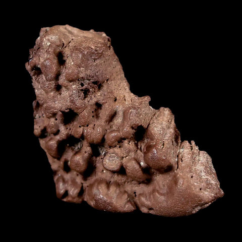 1.5" Pachycephalosaurus Fossil Skull Knob Spikes Wyoming Cretaceous Dinosaur COA - Fossil Age Minerals