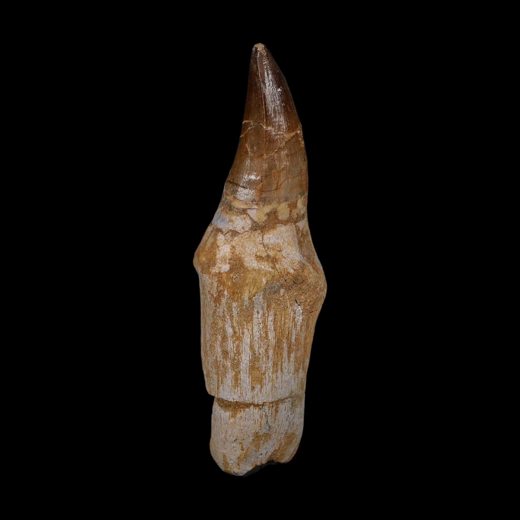 XL 4.7" Mosasaur Prognathodon Fossil Tooth Rooted Cretaceous Dinosaur Era COA