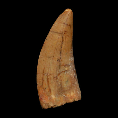 1.8" Carcharodontosaurus Fossil Tooth Cretaceous Dinosaur Morocco COA Stand
