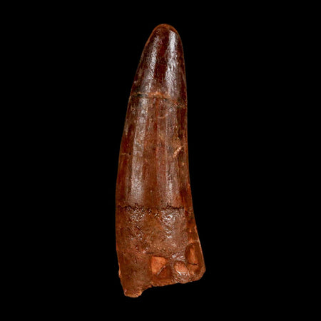 2" Spinosaurus Fossil Tooth 100 Million Years Old Cretaceous Dinosaur COA Stand