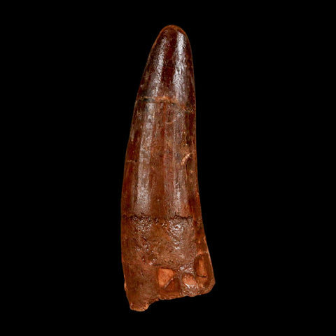 2" Spinosaurus Fossil Tooth 100 Million Years Old Cretaceous Dinosaur COA Stand