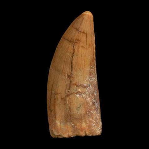 1.8" Carcharodontosaurus Fossil Tooth Cretaceous Dinosaur Morocco COA Stand