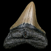 2.7" Quality Megalodon Shark Tooth Serrated Fossil Natural Miocene Age COA