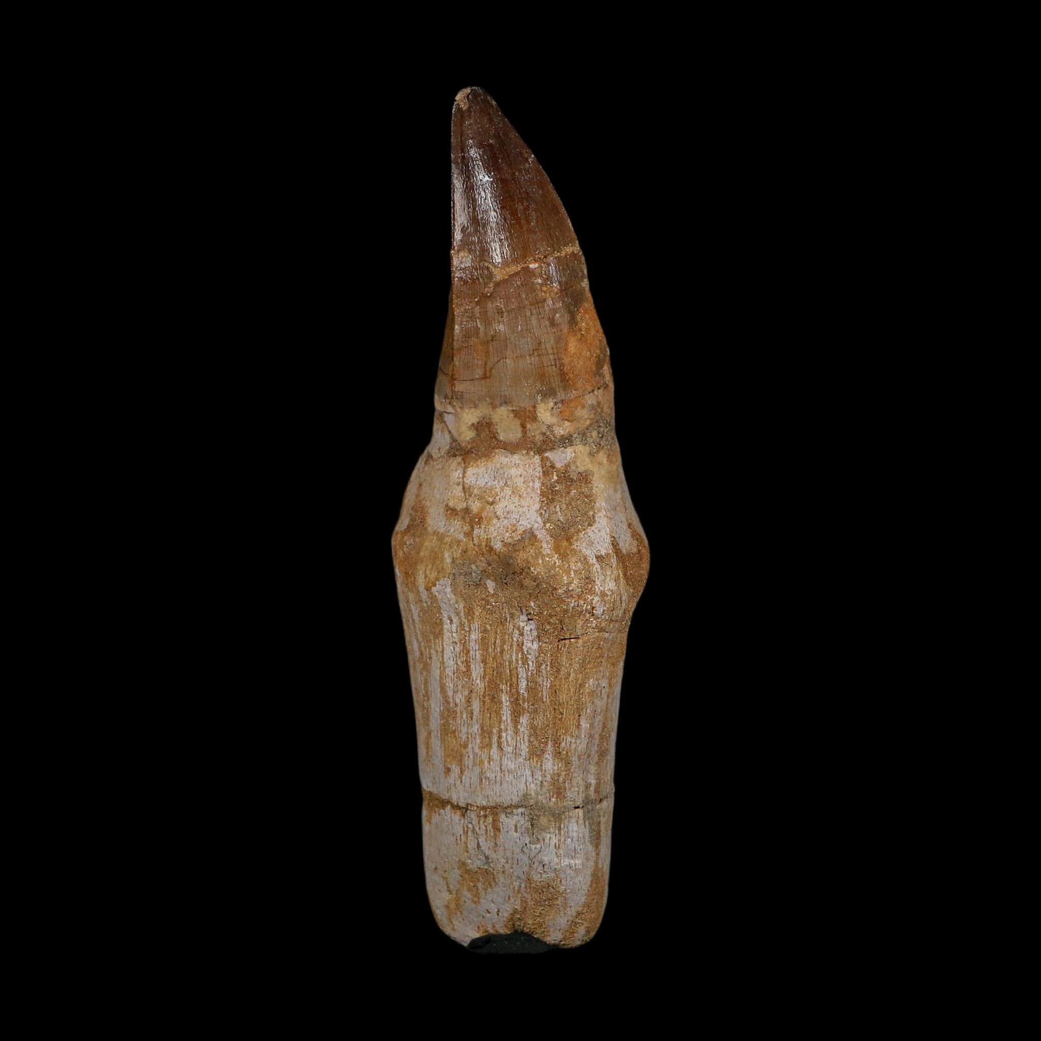 XL 4.7" Mosasaur Prognathodon Fossil Tooth Rooted Cretaceous Dinosaur Era COA