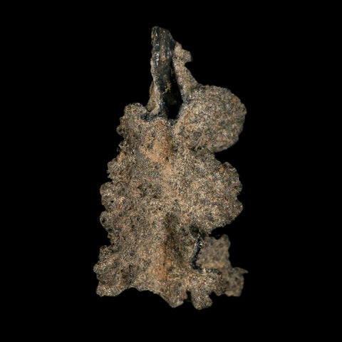 2.4" Fulgurite Petrified Lightning Strike Glass Sahara Desert Algeria - Fossil Age Minerals