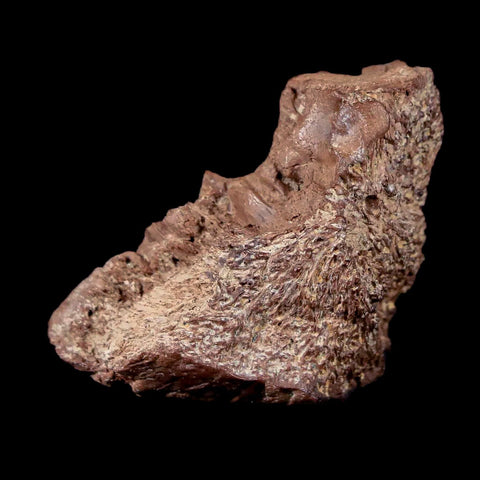 1.5" Pachycephalosaurus Fossil Skull Knob Spikes Wyoming Cretaceous Dinosaur COA - Fossil Age Minerals