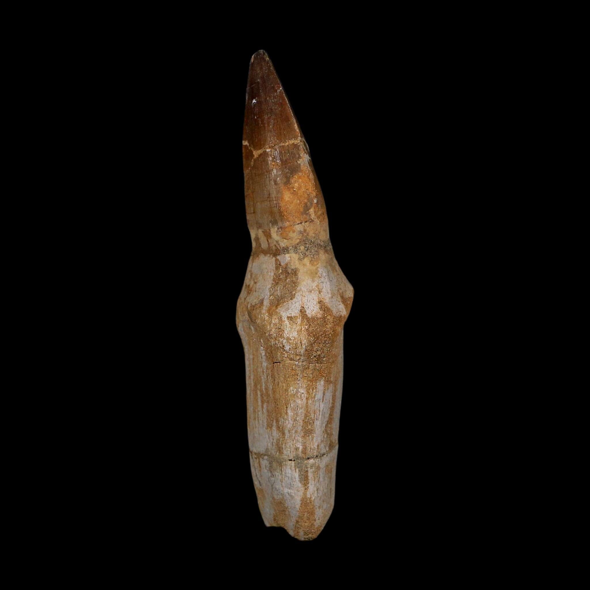 XL 4.7" Mosasaur Prognathodon Fossil Tooth Rooted Cretaceous Dinosaur Era COA