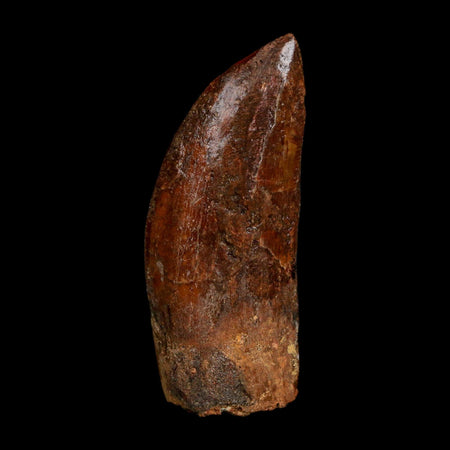1.8" Carcharodontosaurus Fossil Tooth Cretaceous Dinosaur Morocco COA Stand