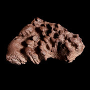 1.5" Pachycephalosaurus Fossil Skull Knob Spikes Wyoming Cretaceous Dinosaur COA