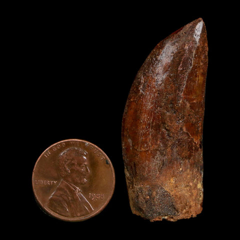 1.8" Carcharodontosaurus Fossil Tooth Cretaceous Dinosaur Morocco COA Stand