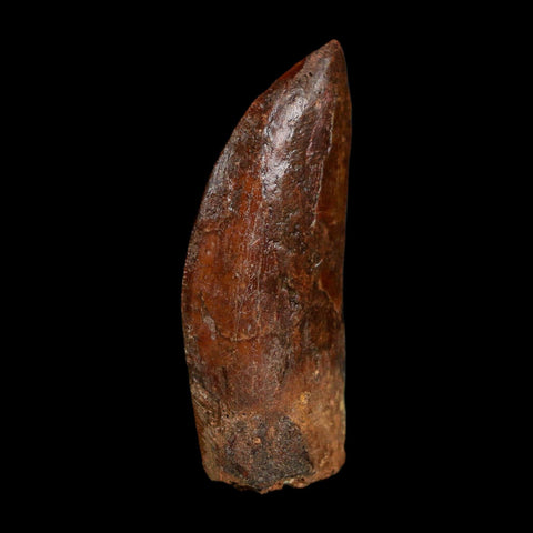 1.8" Carcharodontosaurus Fossil Tooth Cretaceous Dinosaur Morocco COA Stand