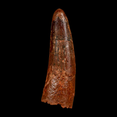 2" Spinosaurus Fossil Tooth 100 Million Years Old Cretaceous Dinosaur COA Stand