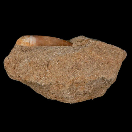1.7" Plesiosaur Zarafasaura Tooth Fossil In Matrix Cretaceous Dinosaur Era COA