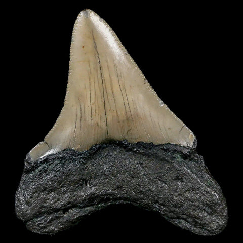 2.7" Quality Megalodon Shark Tooth Serrated Fossil Natural Miocene Age COA - Fossil Age Minerals