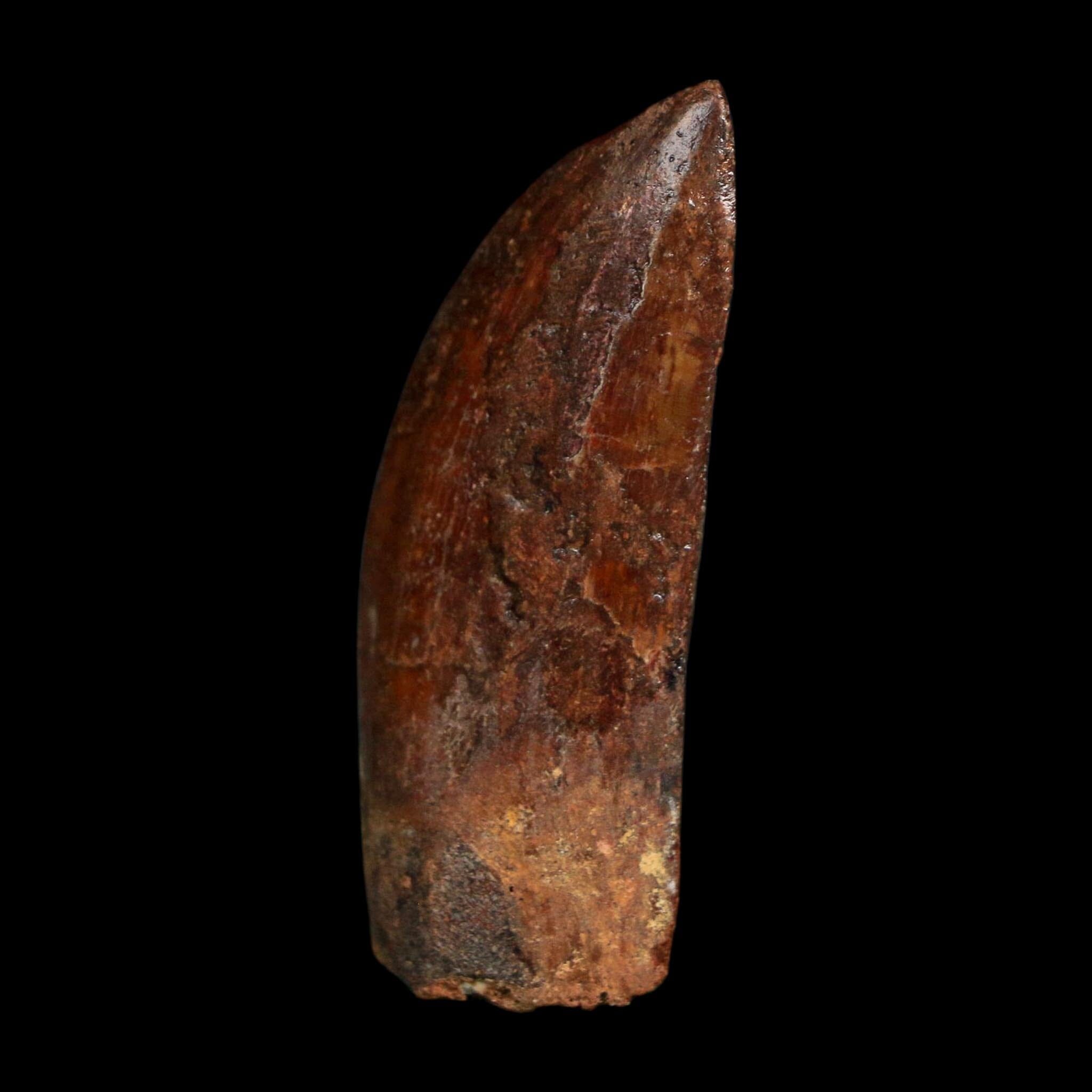 1.8" Carcharodontosaurus Fossil Tooth Cretaceous Dinosaur Morocco COA Stand - Fossil Age Minerals