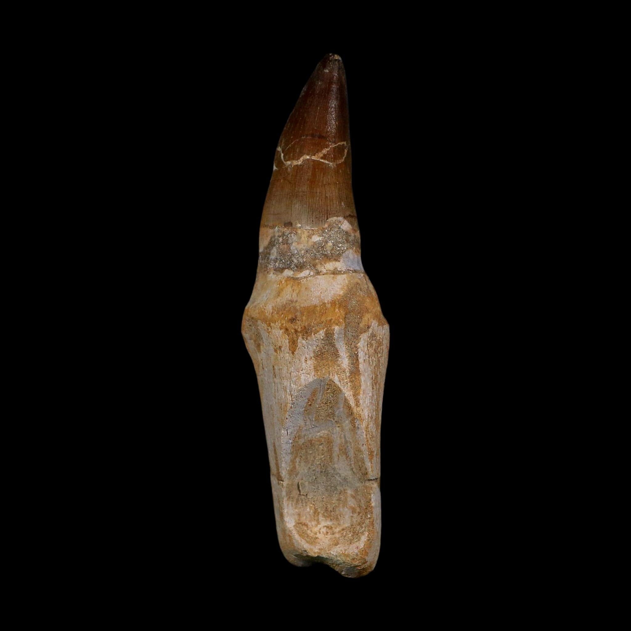 XL 4.7" Mosasaur Prognathodon Fossil Tooth Rooted Cretaceous Dinosaur Era COA