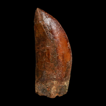 1.8" Carcharodontosaurus Fossil Tooth Cretaceous Dinosaur Morocco COA Stand
